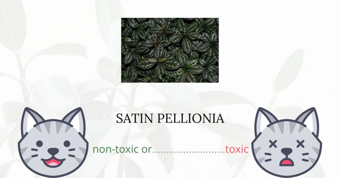 Is Satin Pellionia Toxic For Cats
