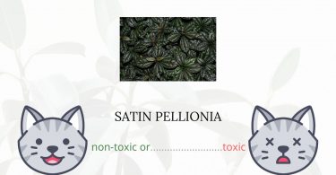 Is Satin Pellionia Toxic For Cats