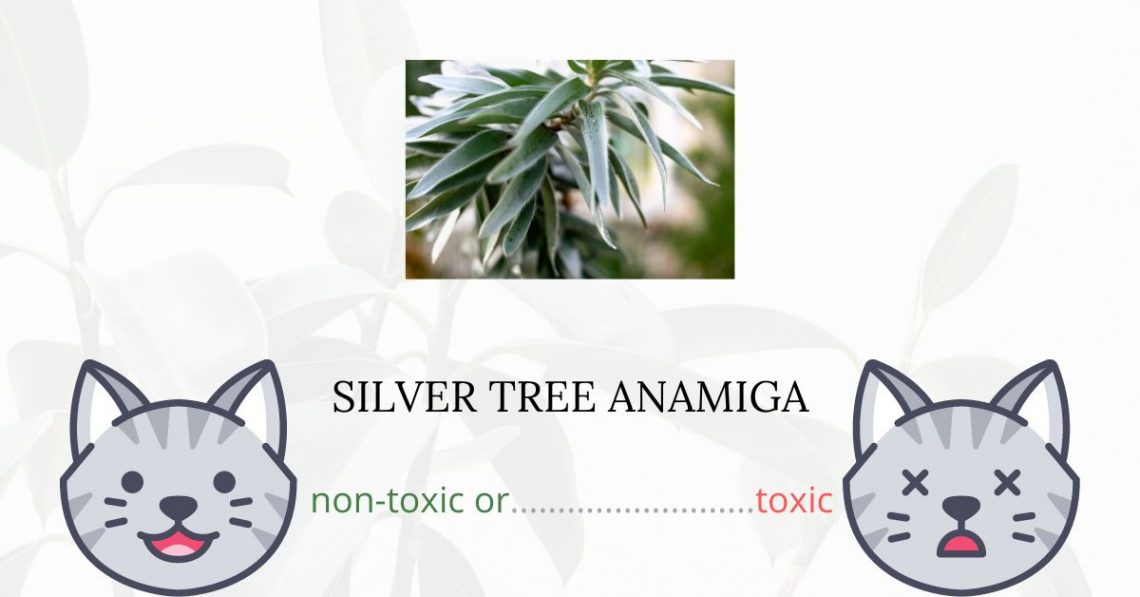Is Silver Tree Anamiga Toxic For Cats?