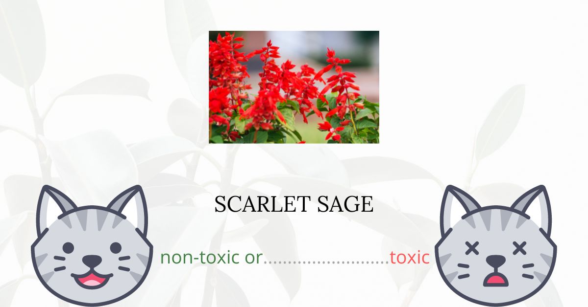 Is Scarlet Sage or Texas Sage Toxic For Cats?