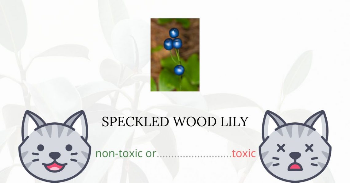 Is Speckled Wood Lily or White Clintonia Toxic For Cats?