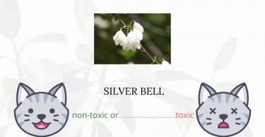 Is Silver Bell or Snowbell Tree Toxic For Cats