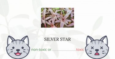 Is Silver Star Toxic For Cats