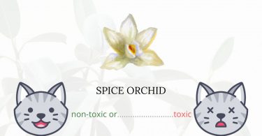 Is Spice Orchid Toxic For Cats