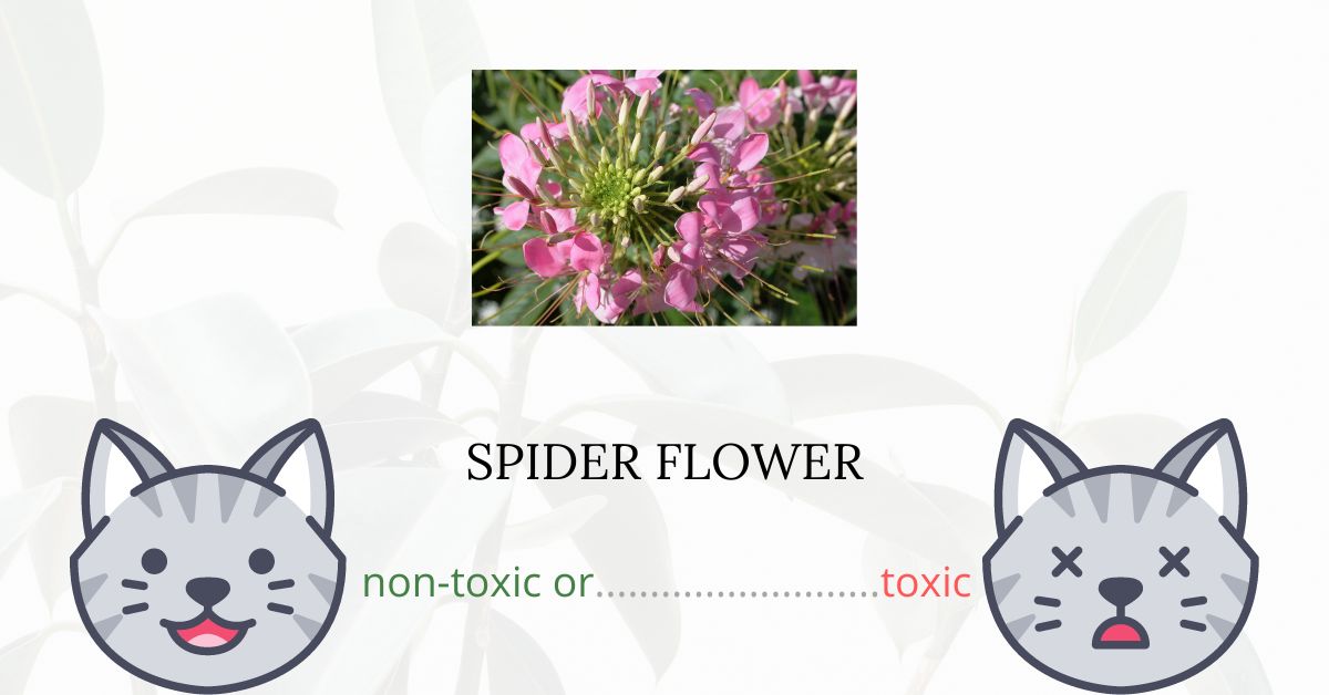 Are Spider Flowers Toxic For Cats?
