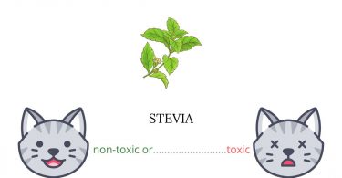 Is Stevia or Sugar Leaf Toxic For Cats