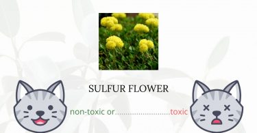 Is Sulfur Flower or Wild Buckwheat Toxic For Cats