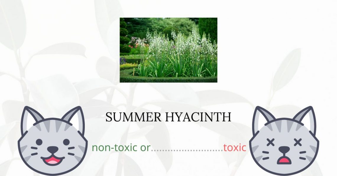 Is Summer Hyacinth Toxic For Cats