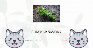 Is Summer Savory Toxic For Cats