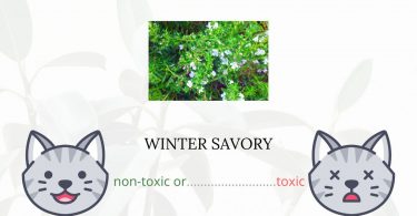 Is Winter Savory Toxic For Cats