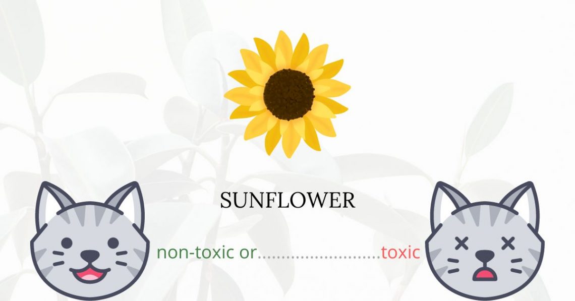 Is Sunflower Toxic For Cats
