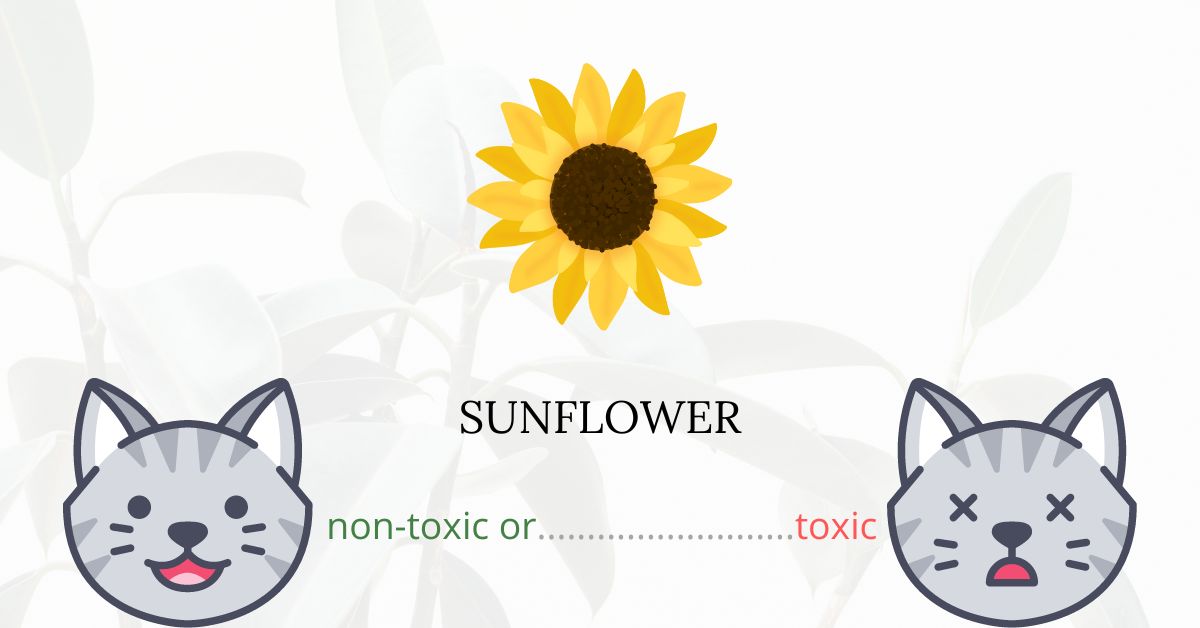 Are Sunflowers Toxic For Cats?