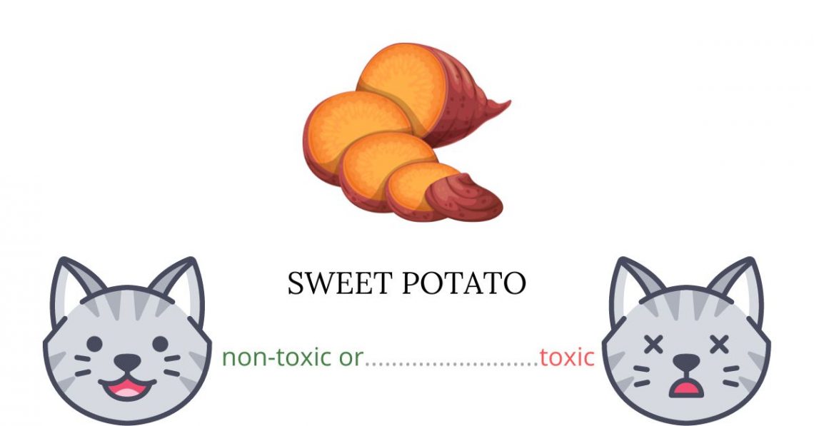 Is Sweet Potato Toxic For Cats