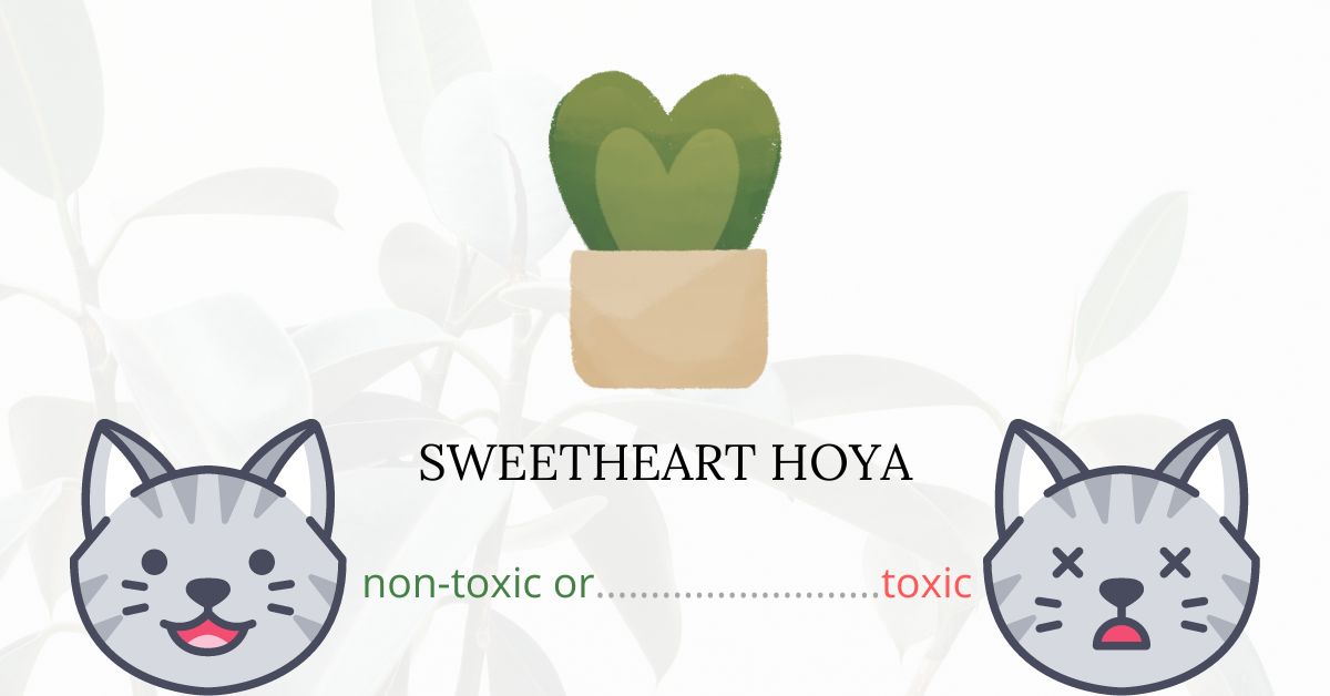 Is Sweetheart Hoya Toxic For Cats? Is it Safe for Them?