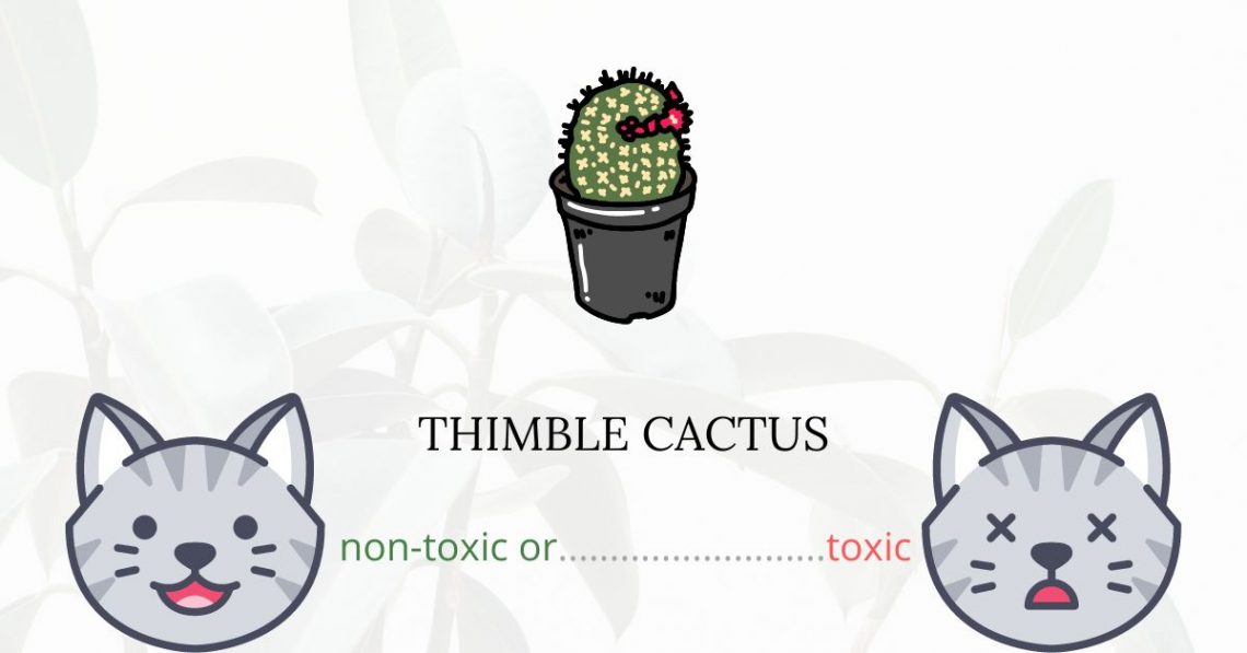 Is Thimble Cactus Toxic For Cats