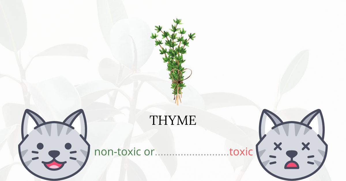 Is Thyme Toxic For Cats?