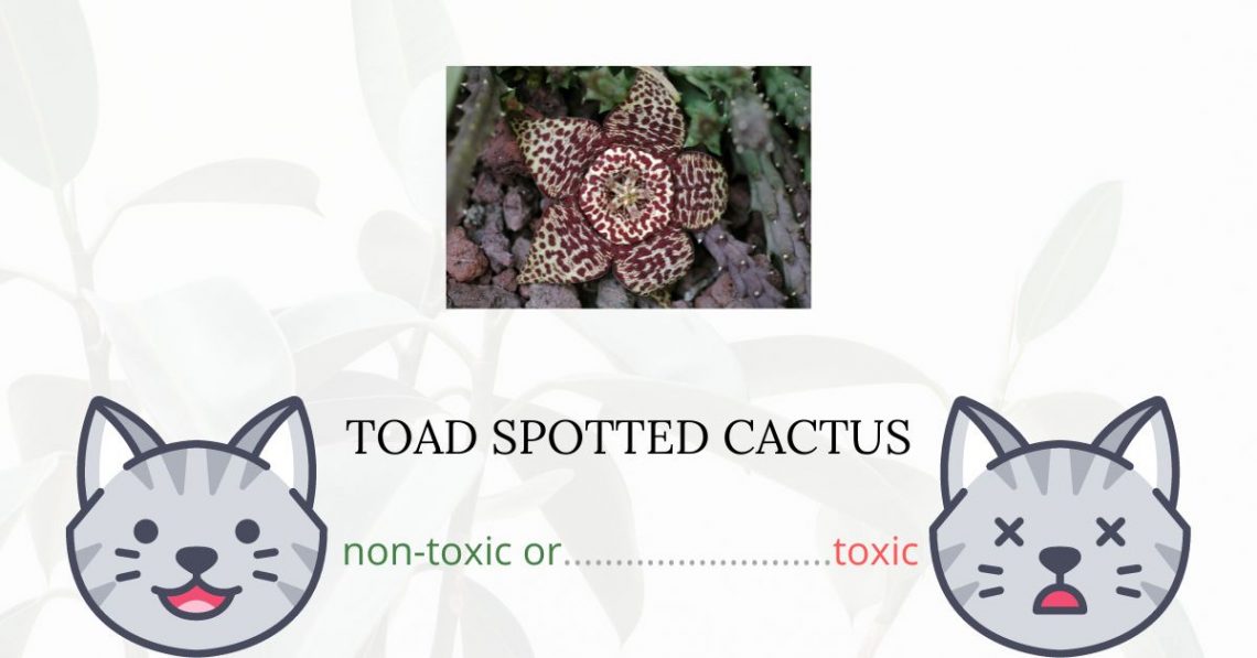 Is Toad Spotted Cactus Toxic For Cats