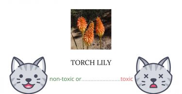 Is Torch Lily Toxic For Cats