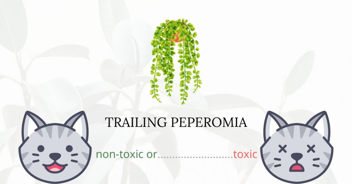 Is Trailing Peperomia Toxic For Cats