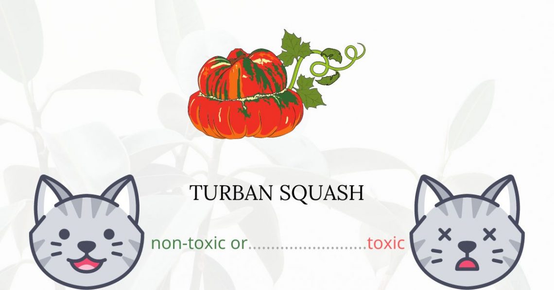 Is Turban Squash Toxic For Cats