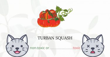 Is Turban Squash Toxic For Cats