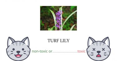 Is Turf Lily Toxic For Cats