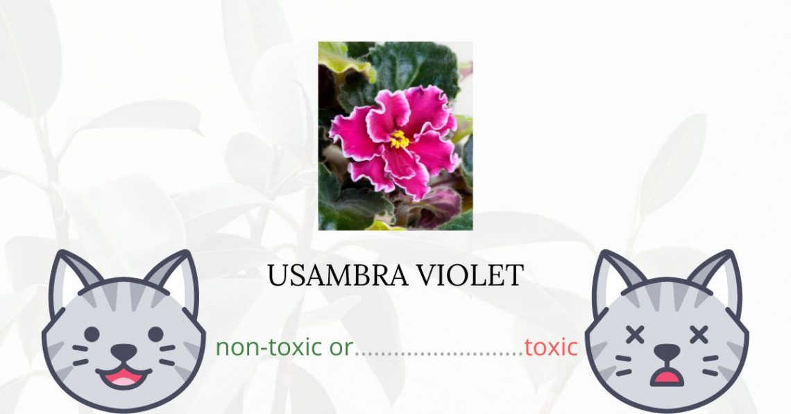 Is Usambara Violet Toxic For Cats
