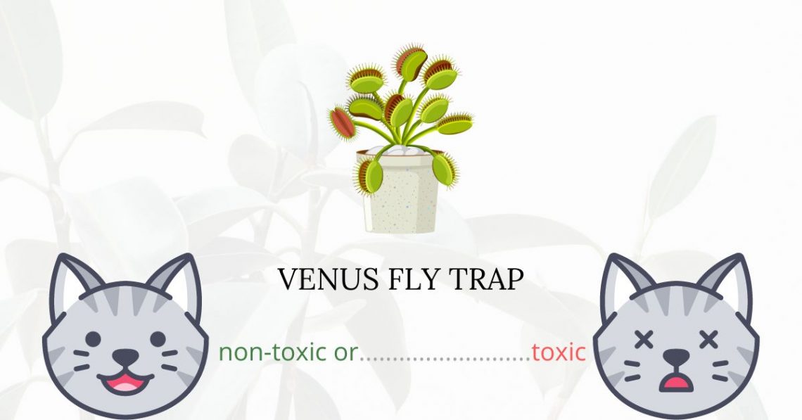 Is Venus Fly Trap Toxic For Cats