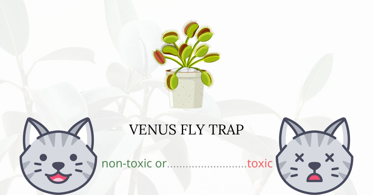 Are Venus Fly Traps Toxic For Cats? Well...