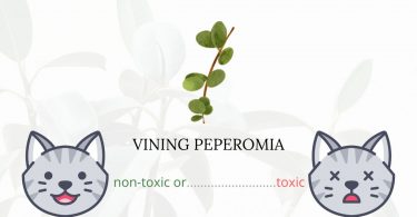 Is Vining Peperomia Toxic For Cats