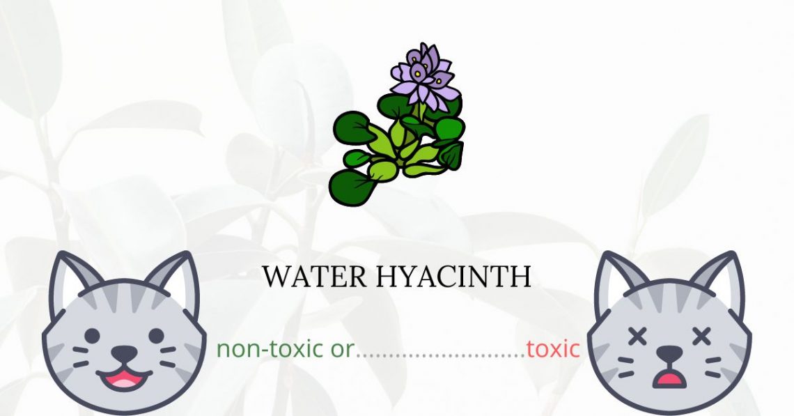 Is Water Hyacinth Toxic For Cats