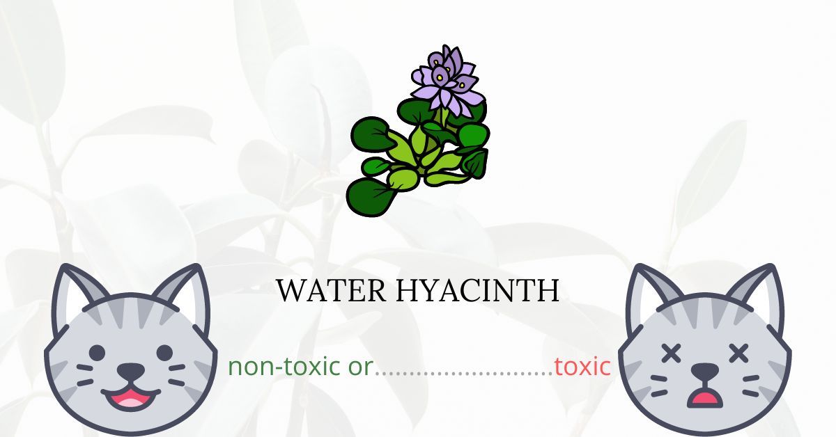 are-water-hyacinths-toxic-for-cats