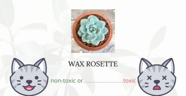 Is Wax Rosette Toxic For Cats