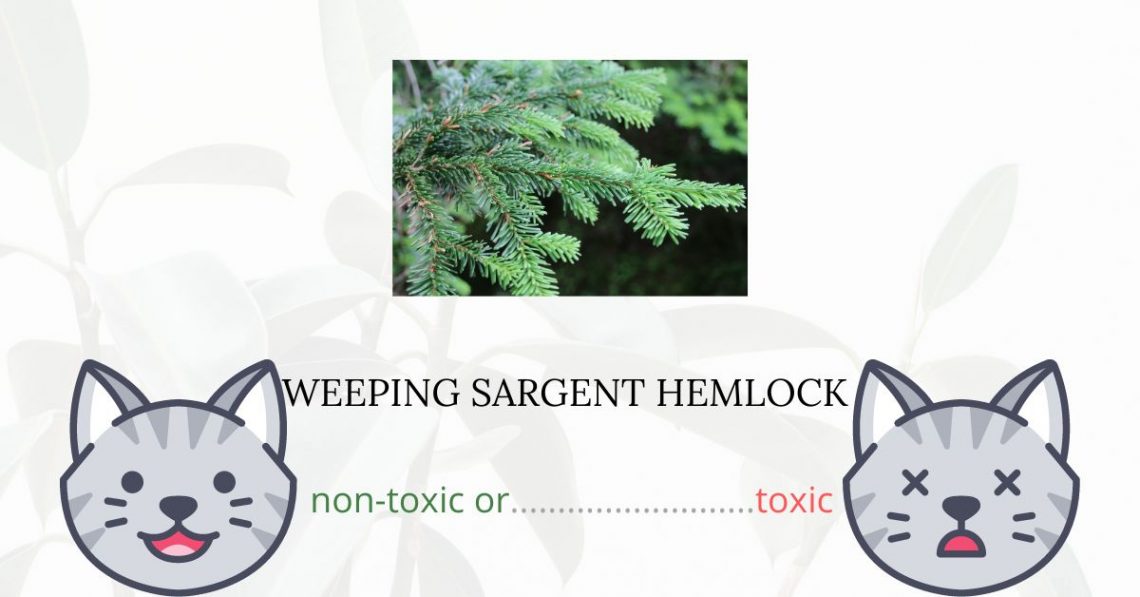 Is Weeping Sargent Hemlock Toxic For Cats