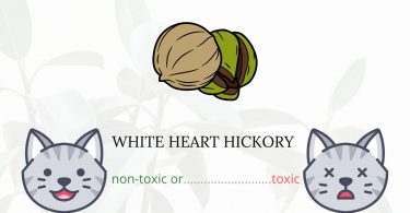 Is White Heart Hickory Toxic For Cats