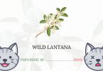 Is Wild Lantana Toxic For Cats