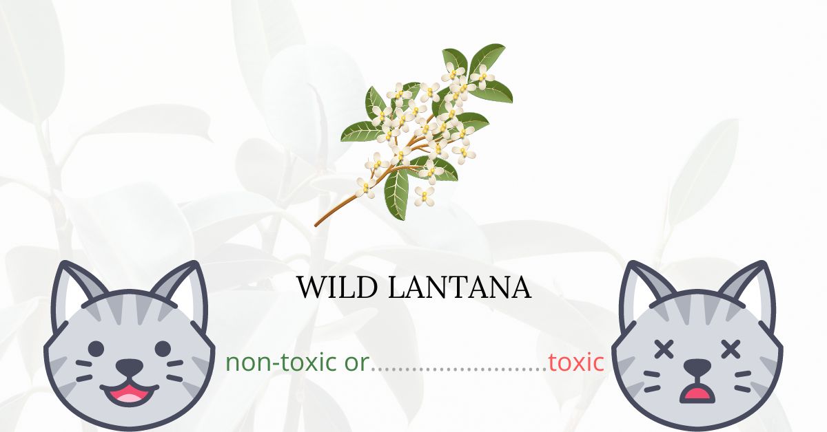 Is Wild Lantana Toxic For Cats?