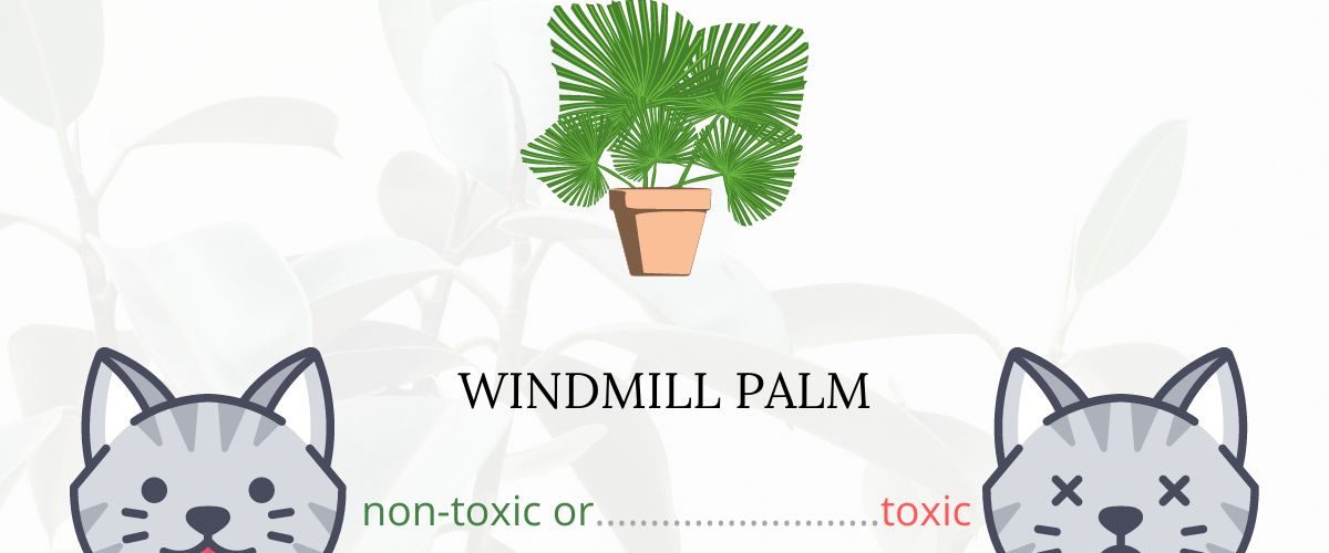 Is Windmill Palm Toxic For Cats