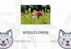 Is Woolflower Toxic For Cats