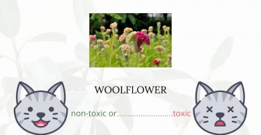 Is Woolflower Toxic For Cats