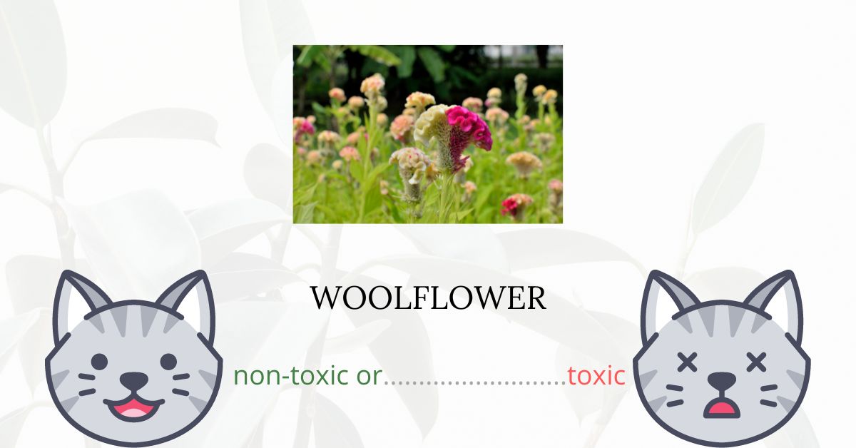Is Woolflower Toxic For Cats?
