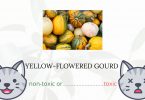 Is Yellow-Flowered Gourd Toxic For Cats