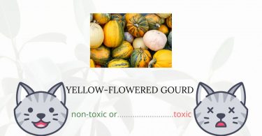 Is Yellow-Flowered Gourd Toxic For Cats