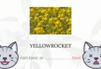 Is Yellow Rocket or Winter Cress Toxic For Cats