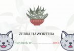 Is Zebra Haworthia Toxic For Cats