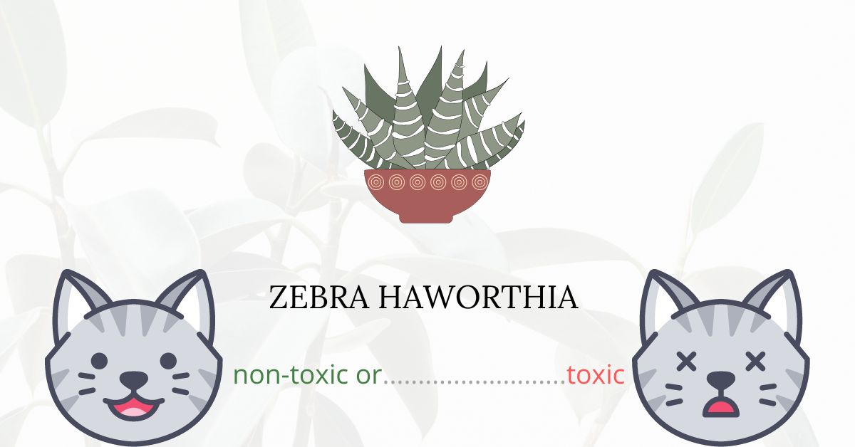 Is Zebra Haworthia Toxic For Cats?