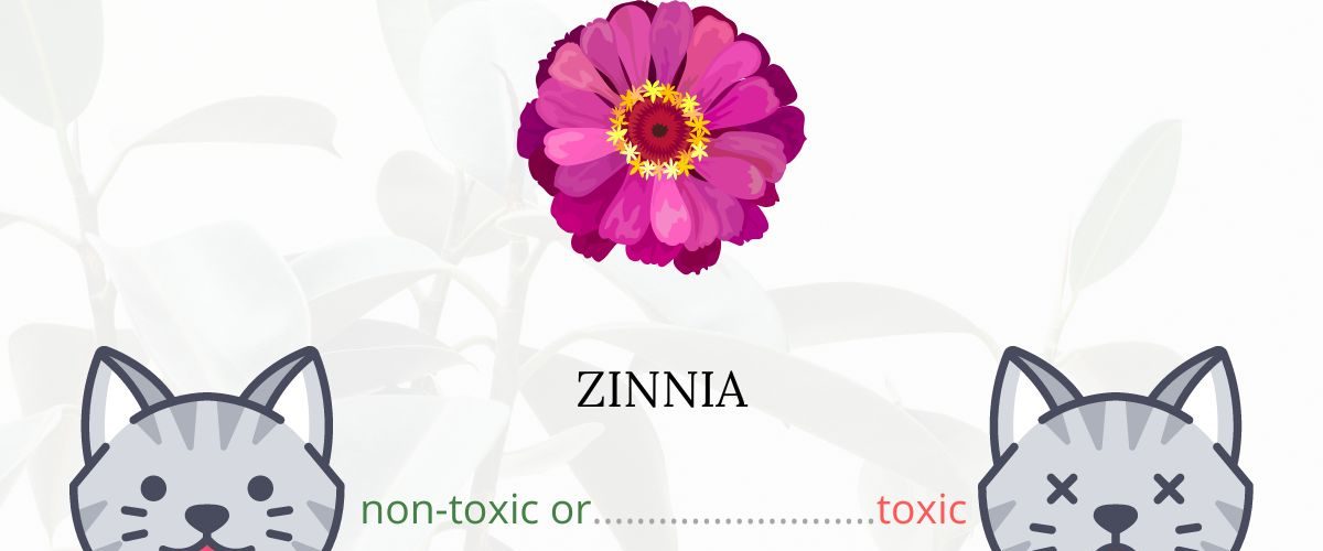 Is Zinnia Toxic For Cats