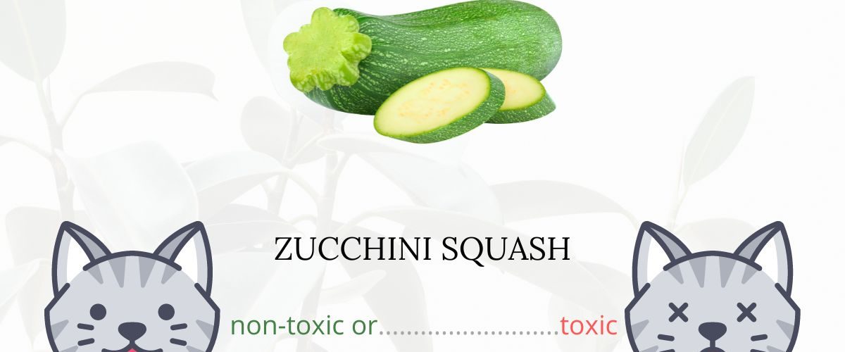Is Zucchini Squash Toxic For Cats