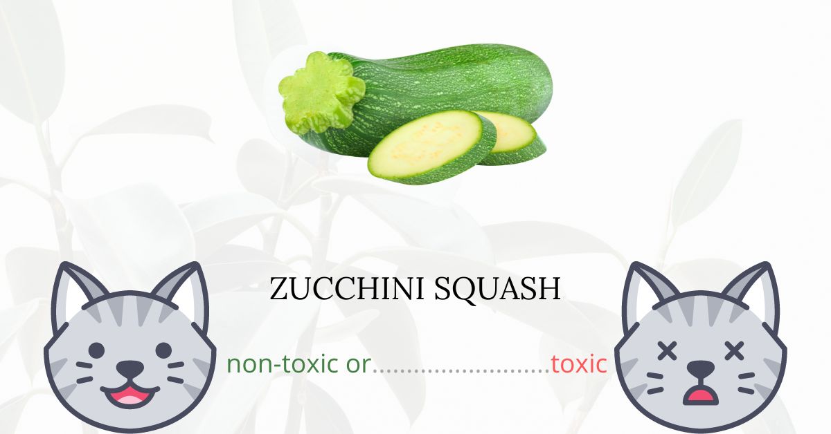 Is Zucchini Squash Toxic For Cats is-zucchini-squash-toxic-for-cats