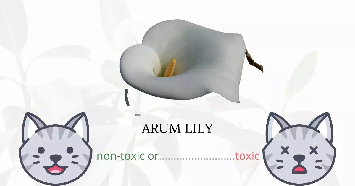 Is Arum Lily or Calla Lily Vine Toxic To Cats?